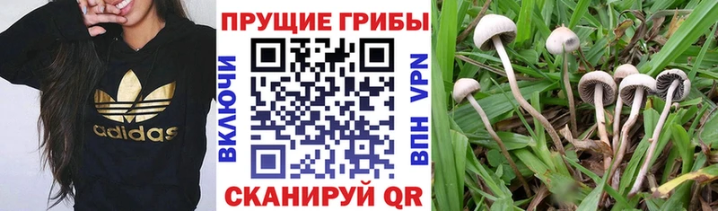 купить наркотик  Котовск  Псилоцибиновые грибы GOLDEN TEACHER 